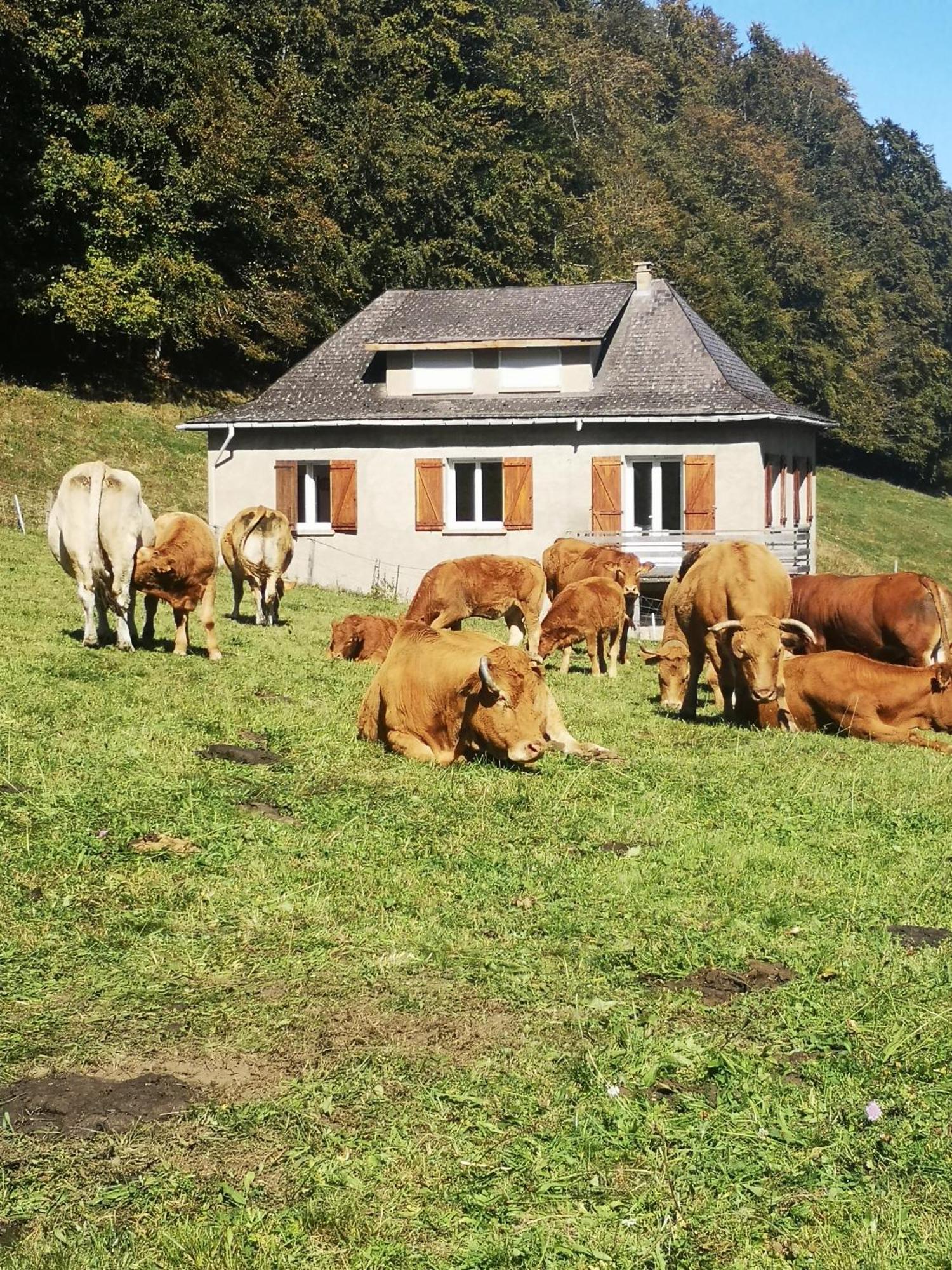 Tourmalet Villa Campan Exterior foto